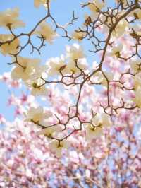 玉蘭吐芳