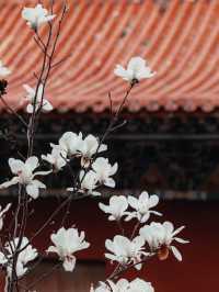 蘇州小眾賞玉蘭花聖地，美到失語