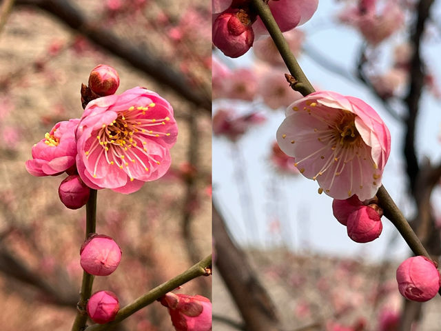 明城牆遺址的梅花～
