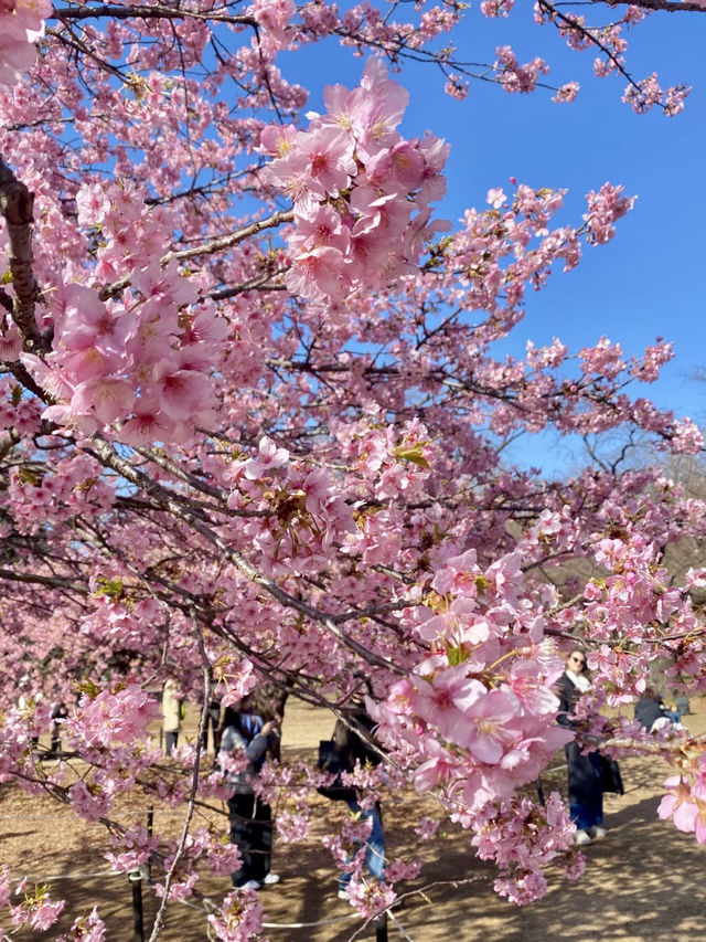 都市綠洲的櫻花盛宴