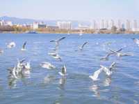 翠湖公園遊玩攻略