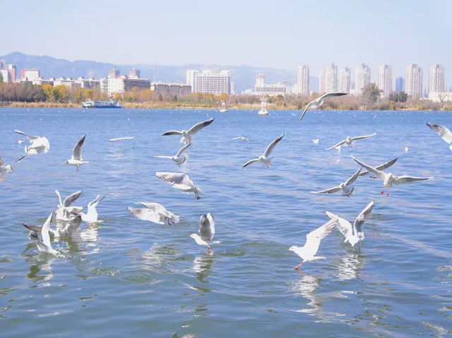 翠湖公園遊玩攻略