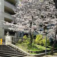 🌸限定浪漫 | 大阪毛馬櫻之宮公園，錯過等一年！