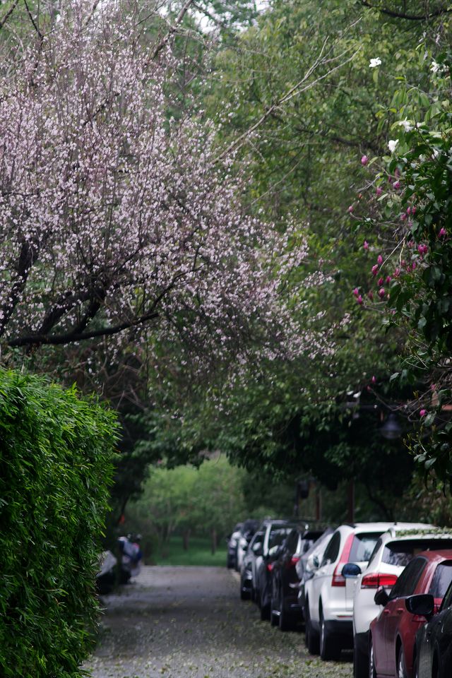 雨中上山探西湖茶園