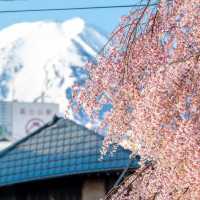 留一個春天給櫻花富士山🌸 真的美瘋