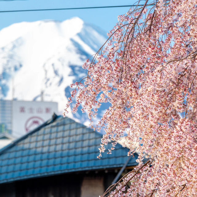 留一個春天給櫻花富士山🌸 真的美瘋