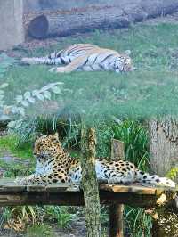 萊比錫動物園通關記！超大園區的瘋狂動物追蹤