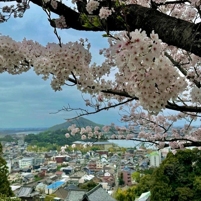 🌸名古屋旁竟藏著這等賞櫻寶地！犬山強推！