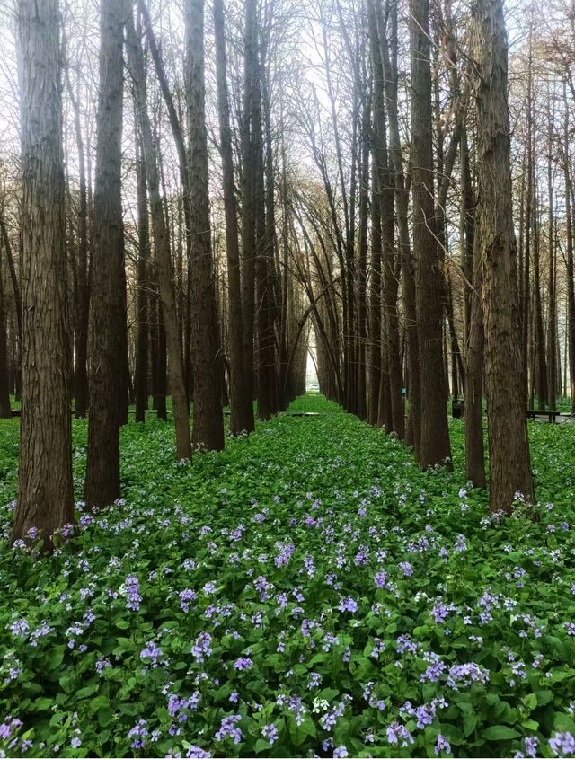 唔係吹水，江心洲紫色花海絕對洗版朋友圈