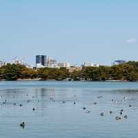 福岡大濠公園，被幸福擊中💕