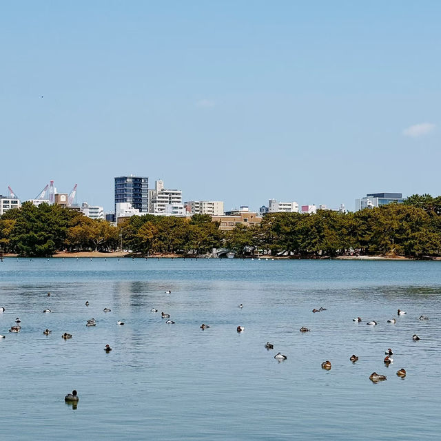 福岡大濠公園，被幸福擊中💕