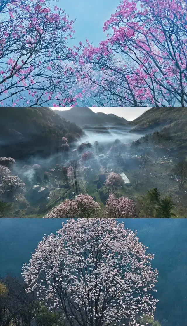Discover Zangwangzhai Dawuji: A Romantic Encounter with Magnolia Blooms!