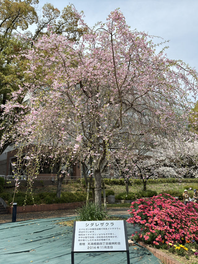 大阪午後櫻見：天滿橋與毛馬櫻之宮公園的河岸花宴🌸🌉