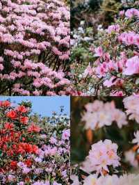 雲端花海 3月梧桐山賞花攻略