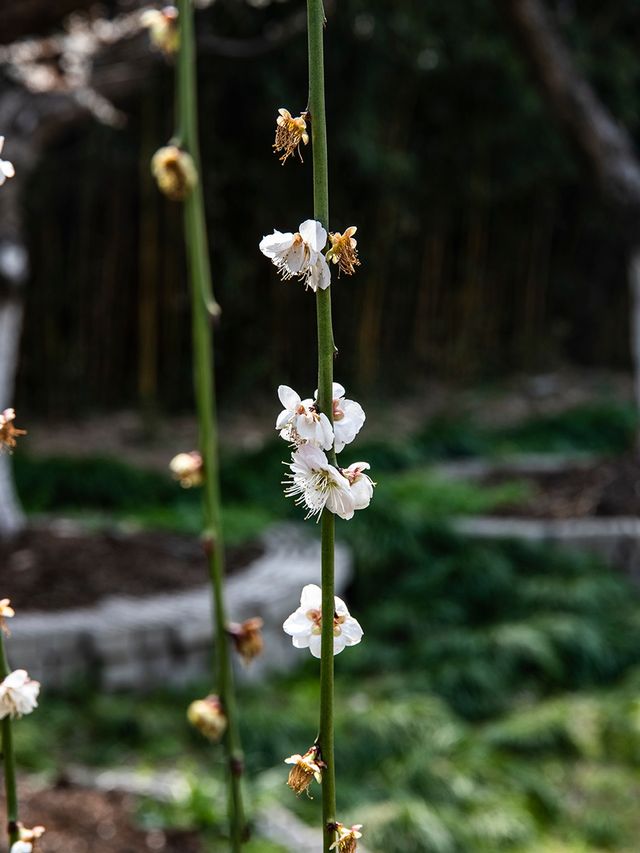 花開海上生態園