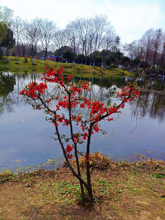 南京櫻花季莫愁湖&玄武湖賞櫻花全攻略