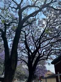 昆明教場中路藍花楹
