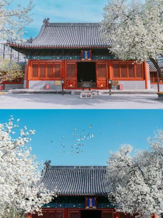 Zhihua Temple's Pear Blossoms in Full Bloom! Unlock Beijing's Limited-Time Spring Beauty