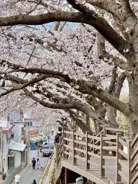 南川洞櫻花路，春風吹拂的浪漫長廊