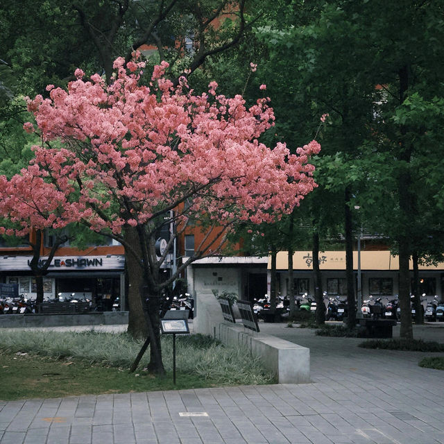台北·最後的春和景明🥀