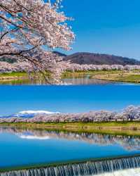 白石川千櫻公園賞櫻全攻略
