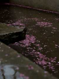 明月松間｜“一場春雨與落花的私奔”