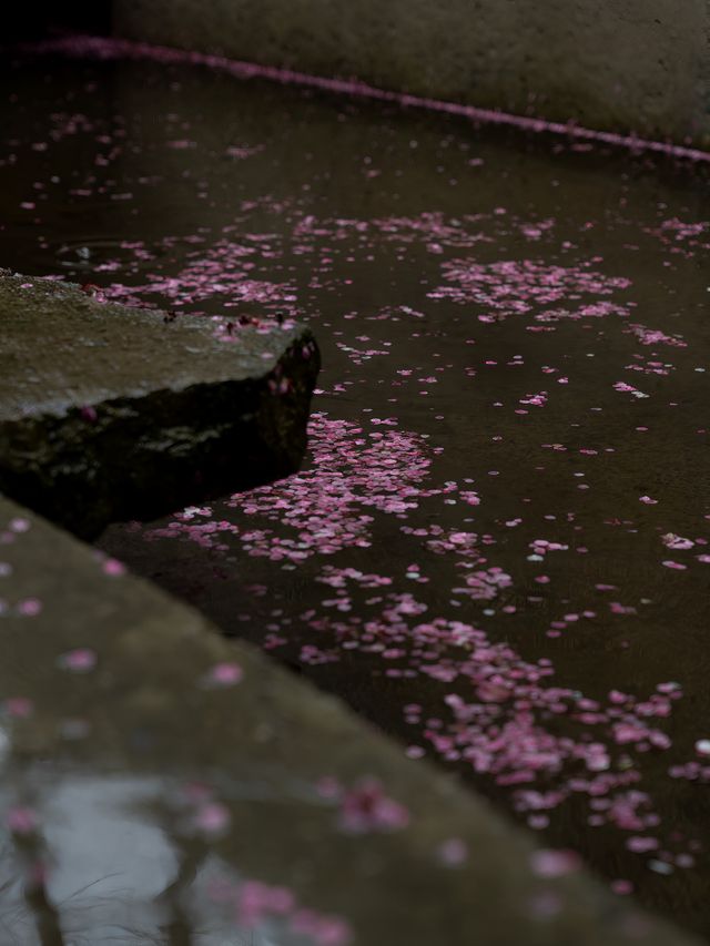 明月松間｜“一場春雨與落花的私奔”