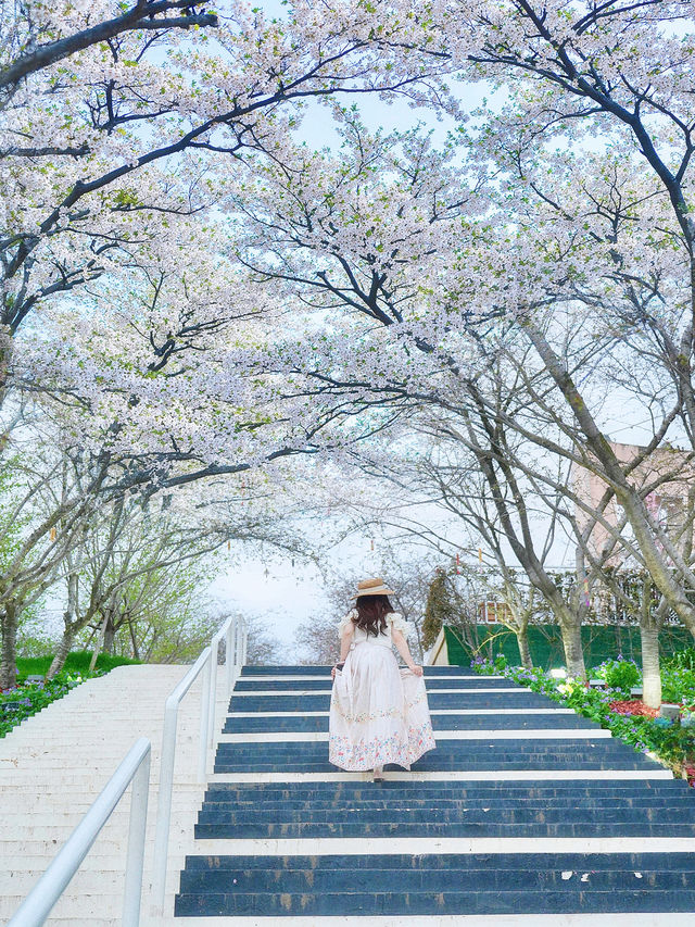 ⋆ ˚sukura୨୧˚櫻花會過期照片不會～