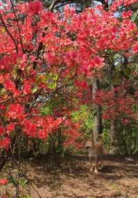 雲台山賞映山紅環線