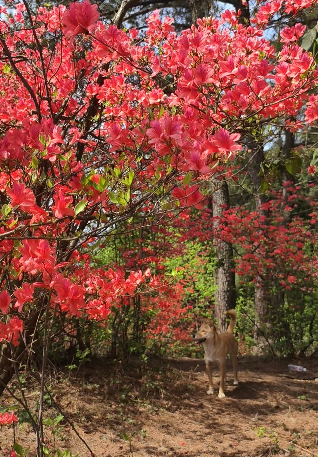 雲台山賞映山紅環線
