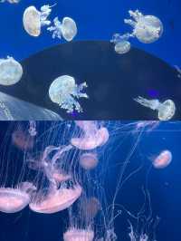 大連聖亞海洋公園旅遊