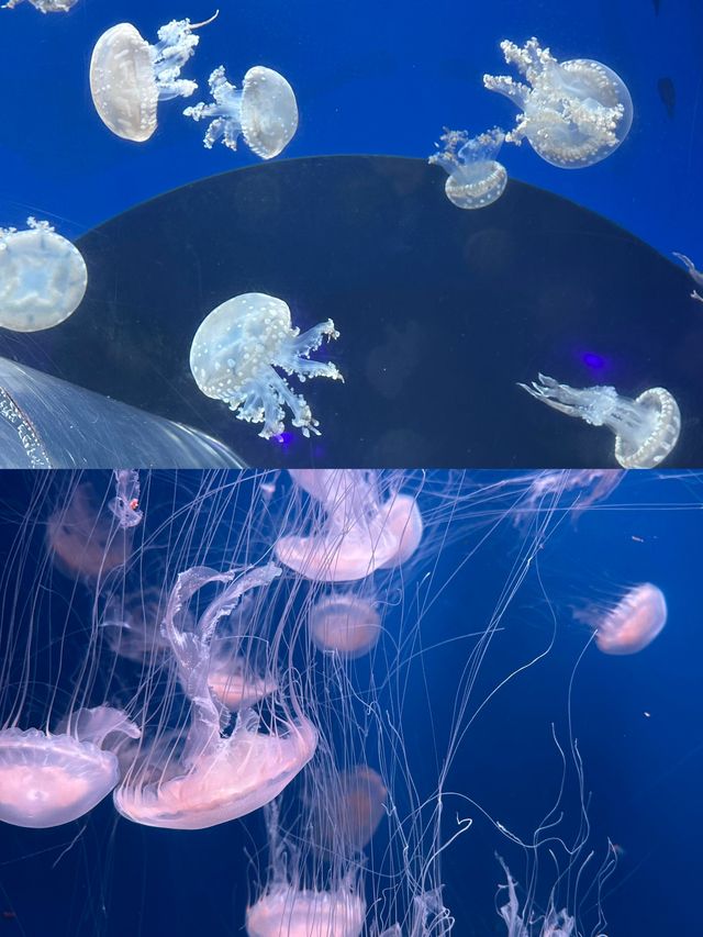 大連聖亞海洋公園旅遊