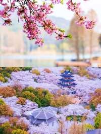 春日尋花指南 | 4月限定的浪漫，千萬別錯過
