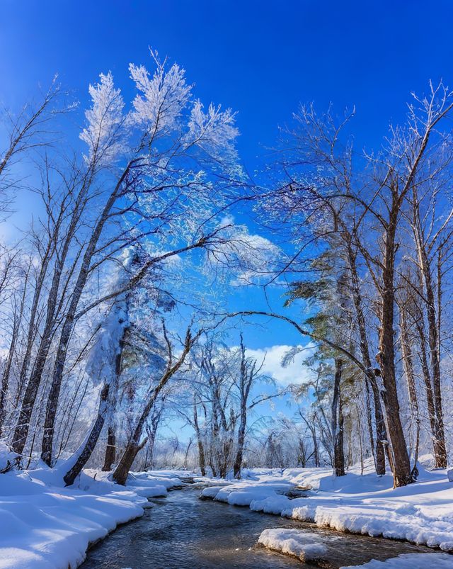 成都周邊2h直達！雅安王崗坪·雲端之上的冰雪王國
