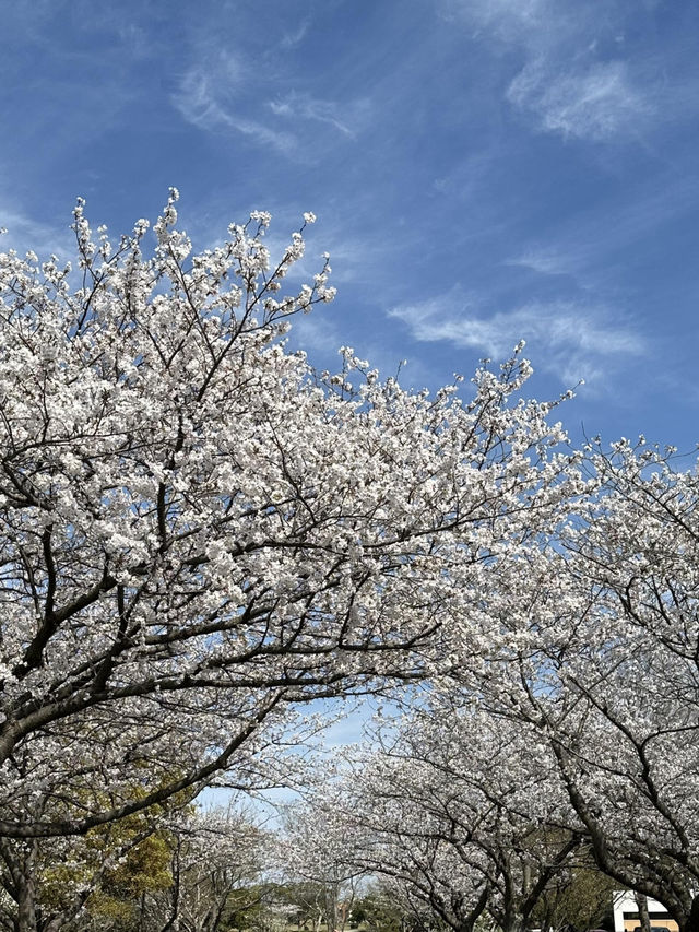 福岡海之中道公園櫻花誌