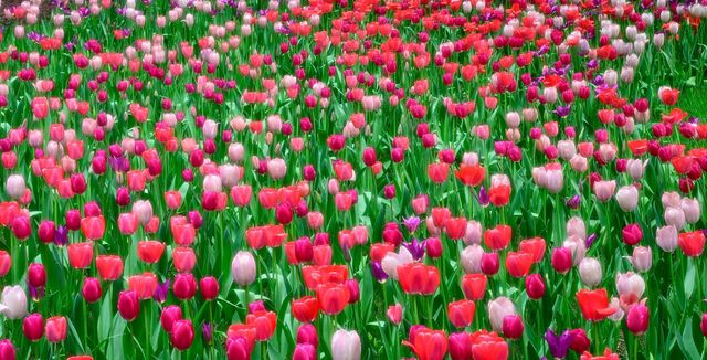 中山公園春日賞花：一場不期而遇嘅浪漫邂逅