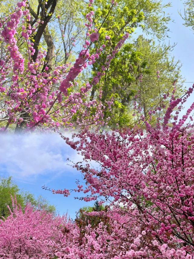 後悔冇早啲去！紅山公園真係太正啦