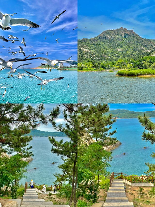海驢島嘅海鷗太可愛喇！哦莫！包鍾意嘅！