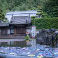 大阪交通攻略｜6月必去！久安寺絕美紫陽花海盛開中🪻