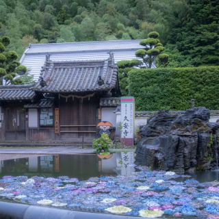 오사카 교통 가이드｜6월 필수 방문! 큐안지의 아름다운 수국 바다 만개 중🪻