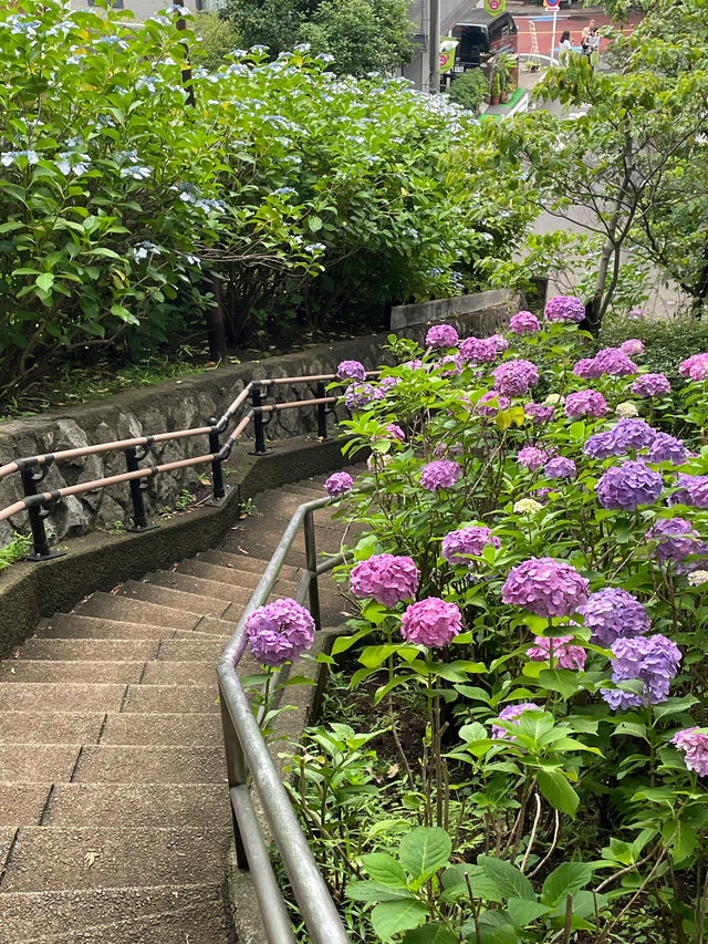 東京賞繡球花 | 多摩川台公園祕境