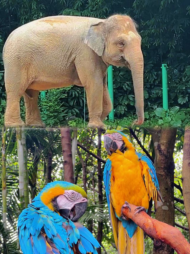 廣州長隆野生動物世界超全攻略親子必睇