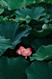 杭州周邊賞荷好去處🪷夏日頂流真係太驚艷