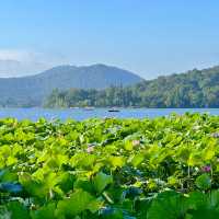 曲院風荷｜清晨6點的荷塘獨享時刻，錯過湛碧樓卻邂逅網紅金魚