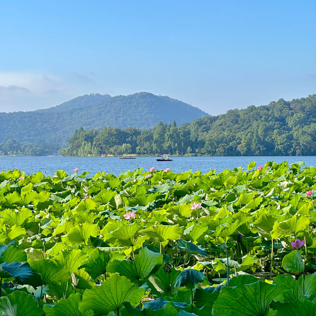 曲院風荷｜清晨6點的荷塘獨享時刻，錯過湛碧樓卻邂逅網紅金魚