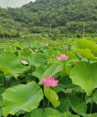 我幫爸媽搵嘅避暑勝地，佢哋住落就唔想走！