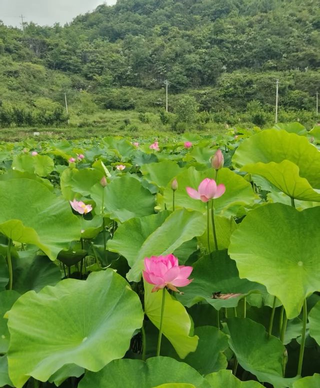 我幫爸媽搵嘅避暑勝地，佢哋住落就唔想走！