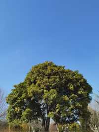 昆明漫遊｜滇池畔邂逅紅嘴鷗，春日花海暴走指南！  必去理由 滇池頂流！西伯利亞精靈來赴約啦～ 