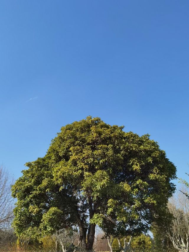 昆明漫遊｜滇池畔邂逅紅嘴鷗，春日花海暴走指南！  必去理由 滇池頂流！西伯利亞精靈來赴約啦～ 