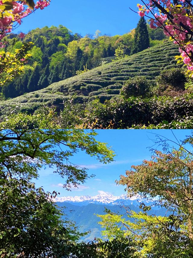 離太陽最近嘅山！喺蒙頂之巔，睇一場雲海托日嘅視覺盛宴！